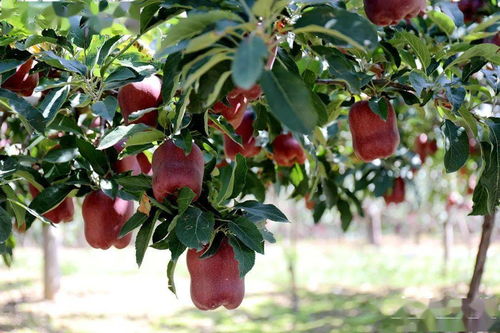 甘谷苹果熟了 省农业厅领导 副县长为甘谷苹果代言,向全国推介