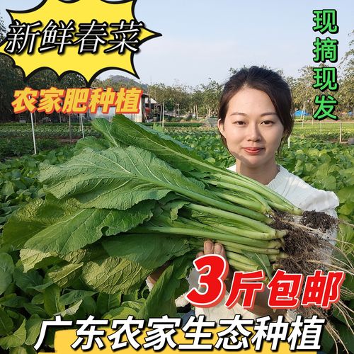 新鲜蔬菜潮汕本地春菜农产品种植农家自种蔬菜蔬菜家庭用炒菜