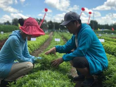 舌尖上生菜盛宴,小作物蓝海市场!看北京鼎丰如何引领中国生菜新方向