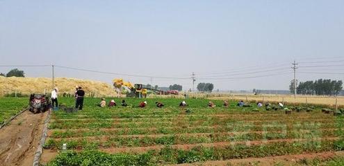 延津:托管种植辣椒为农民带来红火生活