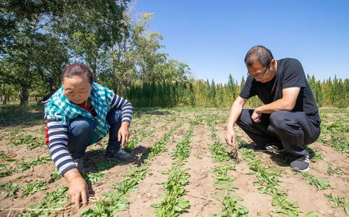 奋进吧 交行人丨记河北省分行派驻张北县小西梁村第一书记刘耀东